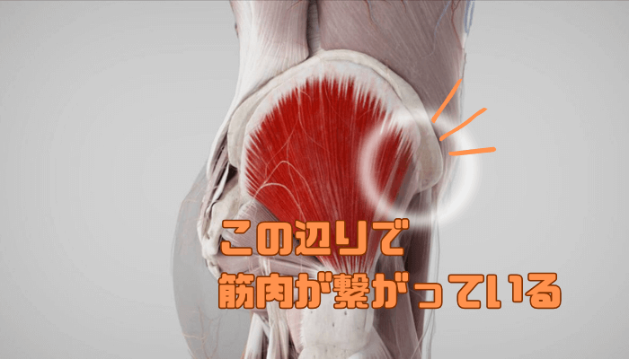 中殿筋は大腿筋膜張筋と筋連結を起こしている。